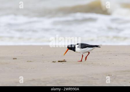 Nahaufnahme eines Austernfängers, Haematopus ostralegus, der am Nordseestrand von IJmuiderslag auf einem Common Razor, Ensis magnus, gegen eine Unschärfe forscht Stockfoto