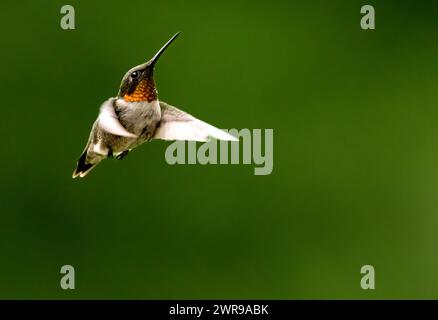 Ruby Throated Kolibri schwebt im Flug, sein Gesicht in Nahaufnahme mit tollen Details vor verschwommenem grünem Hintergrund Stockfoto