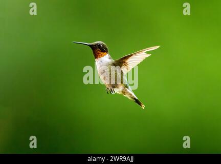 Der männliche Rubin-Throated Kolibri schwebt vor einem unscharfen, grünen Hintergrund in der Nähe mit Details, die in den Flügeln und im Gesicht sichtbar sind. Die rote Kehle scheint Stockfoto