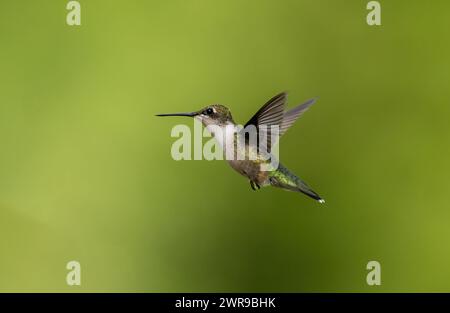 Kolibri schwebt im Flug vor grünem Hintergrund. Feine Details in offener Flügelspanne Stockfoto