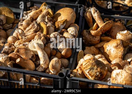 cep Waldpilze auf einem Bauernmarkt in Rovinj Kroatien Stockfoto