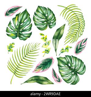 Aquarell mit Blättern von Monstera, Eukalyptus, Dattelpalme, calathea isoliert auf weißem Hintergrund. Tropische Blätter von Zimmerpflanzen handgezeichnet für Design Stockfoto