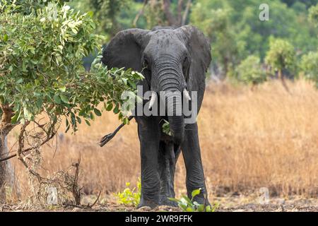Afrikanischer Bullenelefant (Loxodonta Africana), der Blätter im Kafue-Nationalpark im Westen Sambias im südlichen Afrika durchsucht Stockfoto
