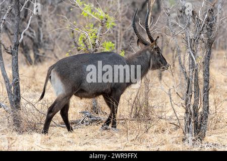 Großer männlicher Defassa-Wasserbock (Kobus ellipsiprymnus defassa) im Kafue-Nationalpark im Westen Sambias im südlichen Afrika Stockfoto