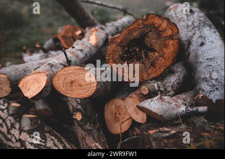 Nahaufnahme von Baumstämmen und Brennholz im Wald. Frisch geschnittene Baumstämme stapeln sich als Hintergrundstruktur. Baumstämme abgesägt. Wand aus gestapelten Holzstämmen f Stockfoto