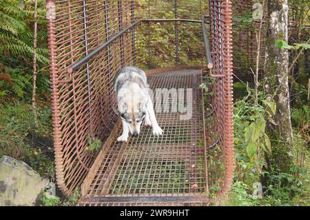 Der große böse Wolf - versteinerter Tamaskan-Hund, bei den Fällen von Falloch, am Fluss Falloch, Crianlarich, Stirling, Schottland, Großbritannien Stockfoto