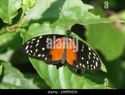 Tarricina Longwing oder Creme-Spoted Tigerwing, Tithorea tarricina pinthias, Nymphalidae. Schwarz-orange Nymphalid Schmetterling aus Panama, Costa Rica, Stockfoto