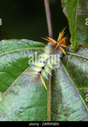 Eine Costa-ricanische Tussock Moth caterpillar, Halysidota sp., Erebidae, Lepidoptera. San Jose, Costa Rica. Stockfoto