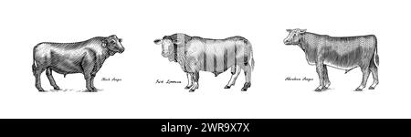 Eine Gruppe Kühe, die nebeneinander auf weißem Hintergrund stehen. Viehbullen. Verschiedene Rassen von Haustieren. Graviert handgezeichnet Stock Vektor
