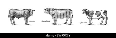 Eine Gruppe Kühe, die nebeneinander auf weißem Hintergrund stehen. Viehbullen. Verschiedene Rassen von Haustieren. Graviert handgezeichnet Stock Vektor