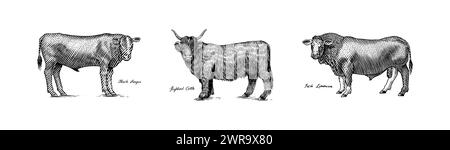 Eine Gruppe Kühe, die nebeneinander auf weißem Hintergrund stehen. Viehbullen. Verschiedene Rassen von Haustieren. Graviert handgezeichnet Stock Vektor