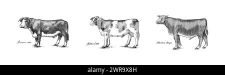 Eine Gruppe Kühe, die nebeneinander auf weißem Hintergrund stehen. Viehbullen. Verschiedene Rassen von Haustieren. Graviert handgezeichnet Stock Vektor