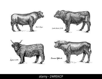Eine Gruppe Kühe, die nebeneinander auf weißem Hintergrund stehen. Viehbullen. Verschiedene Rassen von Haustieren. Graviert handgezeichnet Stock Vektor