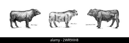 Eine Gruppe Kühe, die nebeneinander auf weißem Hintergrund stehen. Viehbullen. Verschiedene Rassen von Haustieren. Graviert handgezeichnet Stock Vektor