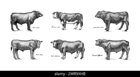 Eine Gruppe Kühe, die nebeneinander auf weißem Hintergrund stehen. Viehbullen. Verschiedene Rassen von Haustieren. Graviert handgezeichnet Stock Vektor