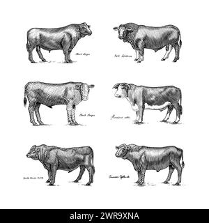 Eine Gruppe Kühe, die nebeneinander auf weißem Hintergrund stehen. Viehbullen. Verschiedene Rassen von Haustieren. Graviert handgezeichnet Stock Vektor