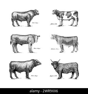 Eine Gruppe Kühe, die nebeneinander auf weißem Hintergrund stehen. Viehbullen. Verschiedene Rassen von Haustieren. Graviert handgezeichnet Stock Vektor