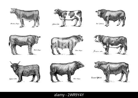 Eine Gruppe Kühe, die nebeneinander auf weißem Hintergrund stehen. Viehbullen. Verschiedene Rassen von Haustieren. Graviert handgezeichnet Stock Vektor