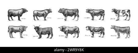 Eine Gruppe Kühe, die nebeneinander auf weißem Hintergrund stehen. Viehbullen. Verschiedene Rassen von Haustieren. Graviert handgezeichnet Stock Vektor