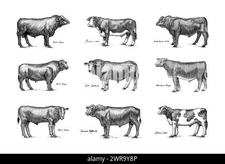 Eine Gruppe Kühe, die nebeneinander auf weißem Hintergrund stehen. Viehbullen. Verschiedene Rassen von Haustieren. Graviert handgezeichnet Stock Vektor