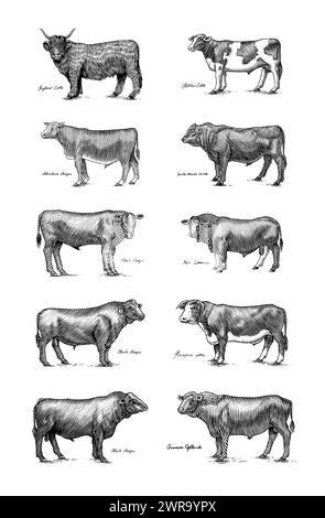 Eine Gruppe Kühe, die nebeneinander auf weißem Hintergrund stehen. Viehbullen. Verschiedene Rassen von Haustieren. Graviert handgezeichnet Stock Vektor