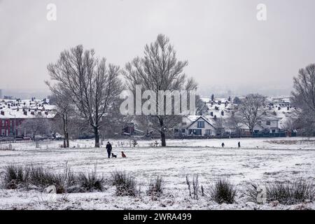 Ein Mann spielt mit Hunden in einem winterlich schneebedeckten Park mit Häusern im Hintergrund, Clarence Park, Bury, Greater Manchester. Stockfoto