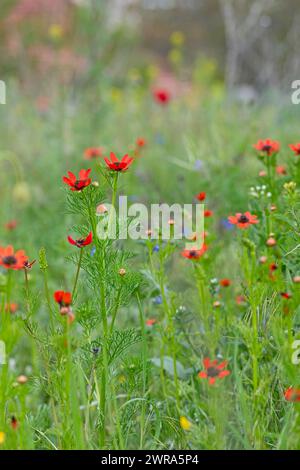 Adonis aestivalis, Nahaufnahme adonis aestivalis Feld und Wildblumen. Stockfoto