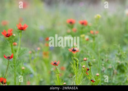 Adonis aestivalis, Nahaufnahme adonis aestivalis Feld und Wildblumen. Stockfoto