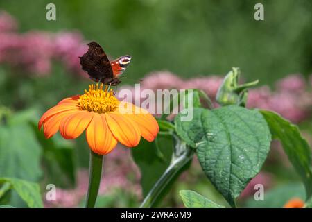 Nahaufnahme einer Pfauenblume (aglais io) auf einer mexikanischen Sonnenblume (tithonia rotundifolia) Stockfoto