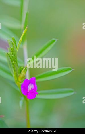 Nahaufnahme der Wicke (Vicia sativa). Buntes Blumenmakro mit verschwommenem Hintergrund in einem Garten im Frühling. Stockfoto