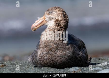 Australien, Tasmanien, Macquarie Island, Sandy Bay (UNESCO) nördlicher Riesensturm (Macronectes halli), Riesensturm der AKA Hall. Stockfoto