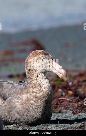 Australien, Tasmanien, Macquarie Island, Sandy Bay (UNESCO) nördlicher Riesensturm (Macronectes halli), Riesensturm der AKA Hall. Stockfoto