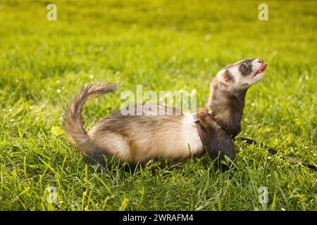 Frettchen im grünen Gras im Sommer-Stadtpark Stockfoto