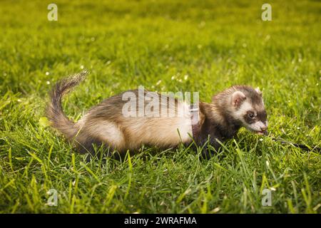 Frettchen im grünen Gras im Sommer City Par Stockfoto