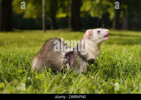 Frettchen im grünen Gras im Sommer-Stadtpark Stockfoto