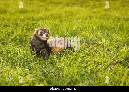 Frettchen im grünen Gras im Sommer City Par Stockfoto