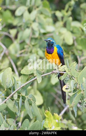 Goldener Stern (Lamprotornis regius) Stockfoto