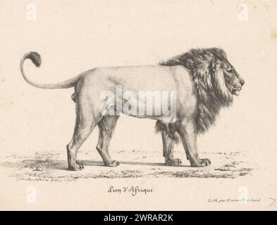 Afrikanischer Löwe, Lion d'Afrique (Titel zum Objekt), Druckerei: Eugène Verboeckhoven, nach Entwurf: Eugène Verboeckhoven, Drucker: Franciscus Mattheus Jozef Kierdorff, Gent, 1825, Papier, Höhe 199 mm x Breite 232 mm, Druck Stockfoto