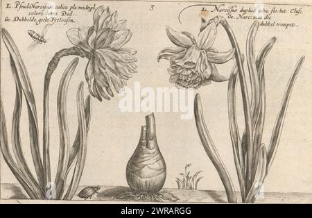 Wild Narzissen und Trompete Narzissen, Pseudonarcissus calice ple: multipl: Colore lutea DOD: / Double yellow tytloose (title on object), Narcissus duplice tuba flo: lut: CLUS: / Narc: mit dieser Doppeltrompete (Titel auf Objekt), Blumengarten des Frühlings (Titel der Serie), Horti floridi, Vernalis (Titel der Serie), Blumengarten (Titel der Serie), Hortus floridus (Titel der Serie), Druck ist Teil eines Buches., Druckerei: Crispijn van de Passe (II), Drucker: Crispijn van de Passe (II), Verlag: Johannes Janssonius, Druckerei: Utrecht, Drucker: Utrecht, Verlag: Arnhem, 1617, Papier, Gravur Stockfoto