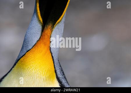 Australien, Tasmanien, Macquarie Island, Sandy Bay (UNESCO) King Pinguin Kopf und Feder Detail. (Aptenodytes patagonica) Stockfoto