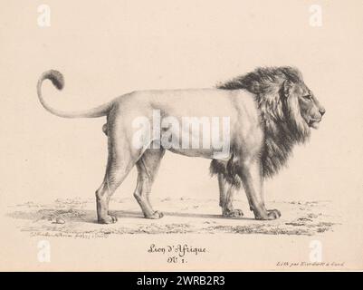 Afrikanischer Löwe, Lion d'Afrique (Titel auf Objekt), nummeriert unten Mitte: Nr. 1., Druckerei: Eugène Verboeckhoven, nach Entwurf: Eugène Verboeckhoven, Drucker: Franciscus Mattheus Jozef Kierdorff, Gent, 1825 - ca. 1828, Papier, Höhe 193 mm x Breite 245 mm, Druck Stockfoto