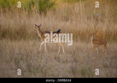 Gefleckte Hirsche und Rehkitz - der Hirsch hat einen Vogel auf dem Rücken. Stockfoto