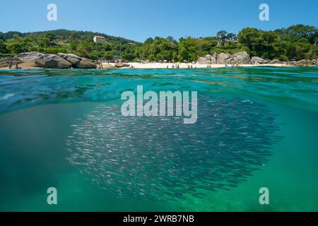 Sardellenfischschule unter Wasser im Ozean mit einem Strand im Sommer an der Atlantikküste Spaniens, geteilter Blick über und unter der Wasseroberfläche, Galicien Stockfoto