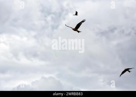 Drei rote Drachen (Milvus milvus) im Flug auf der Suche nach Beute, bewölkter Himmel, Wales, Großbritannien Stockfoto