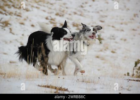 Zwei Border Collies laufen fröhlich in der verschneiten Landschaft, erstaunliche Hunde in der Natur Stockfoto