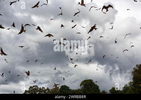 Unzählige rote Drachen (Milvus milvus) im Flug auf der Suche nach Beute, Herde, dramatisch bewölktem Himmel, schlechtem Wetter, Wales, Großbritannien Stockfoto