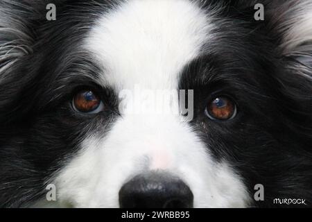 Nahaufnahme eines Border Collie mit stechenden Augen und flauschigem schwarz-weißem Fell, erstaunliche Hunde in der Natur Stockfoto