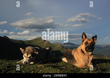 Zwei Hunde liegen auf Gras mit Bergen im Abendlicht, erstaunliche Hunde in der Natur Stockfoto