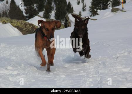 Zwei Hunde laufen fröhlich durch den Schnee, erstaunliche Hunde in der Natur Stockfoto