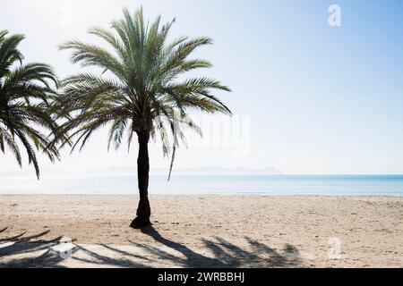 Strand mit Palmen, Can Picafort, Bucht von Alcudia, Mallorca, Balearen, Spanien Stockfoto